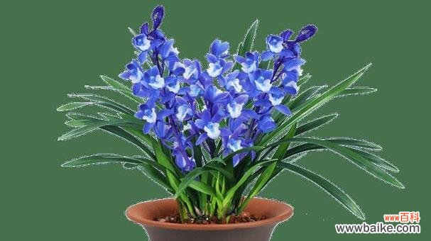 以兰花为美好事物的象征 兰花