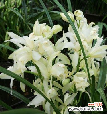 以兰花为美好事物的象征 兰花