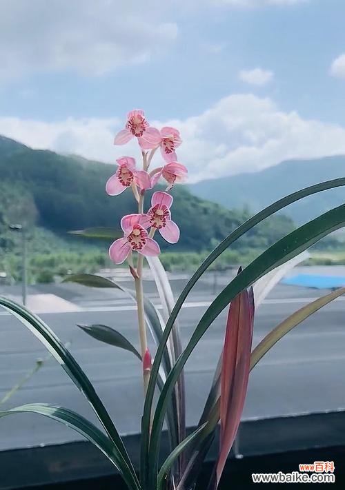 以兰花为美好事物的象征 兰花