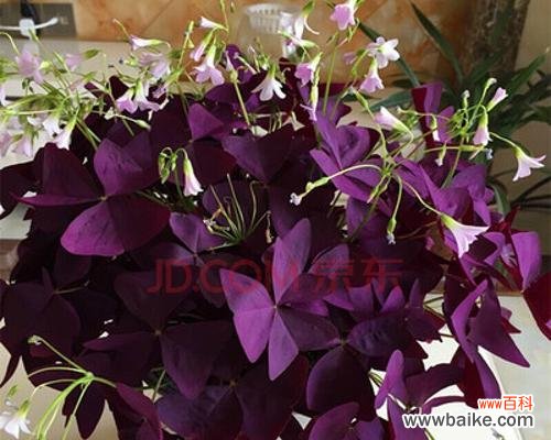 揭秘三叶草在以兰花中的象征意义 以兰花中的三叶草是什么意思