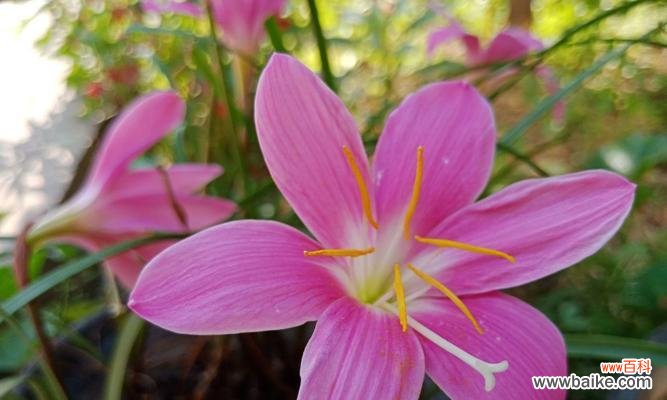 兰花语的神秘与传承 兰花语之美