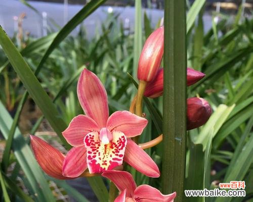 中国传统文化中的花卉礼仪之一 兰花送人,寓意深远