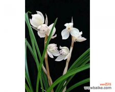 中国传统文化中的花卉礼仪之一 兰花送人，寓意深远