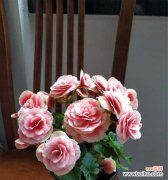 揭示丽格海棠的神秘之美 丽格海棠的花语与意义