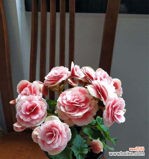 揭示丽格海棠的神秘之美 丽格海棠的花语与意义