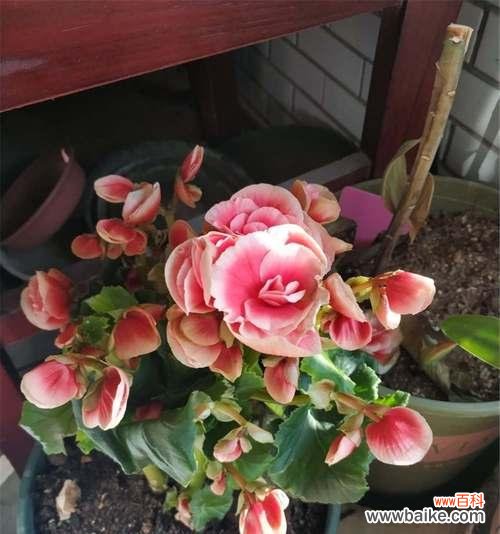 揭示丽格海棠的神秘之美 丽格海棠的花语与意义