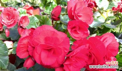 探究丽格海棠花摘心的文化内涵及象征意义 丽格海棠花摘心的含义与寓意