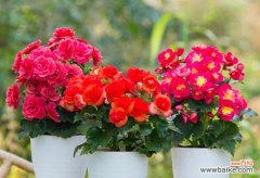 探究丽格海棠花摘心的文化内涵及象征意义 丽格海棠花摘心的含义与寓意