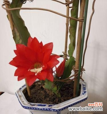 优雅盛开的令箭荷花引领人们追寻美好生活的向往 令箭荷花