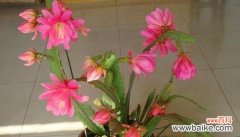 优雅盛开的令箭荷花引领人们追寻美好生活的向往 令箭荷花