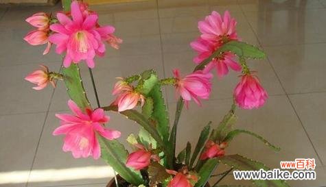 优雅盛开的令箭荷花引领人们追寻美好生活的向往 令箭荷花