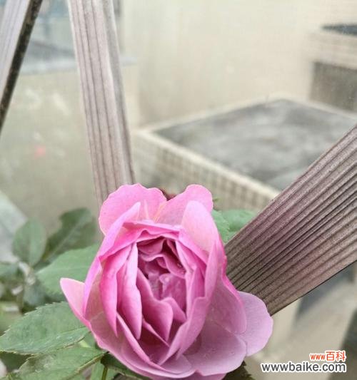 流星雨月季花花语的神奇意义 流星雨月季花花语,舞动浪漫的心弦