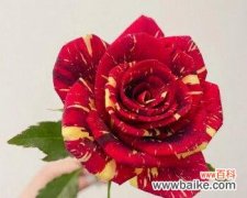 流星雨月季花花语的神奇意义 流星雨月季花花语，舞动浪漫的心弦