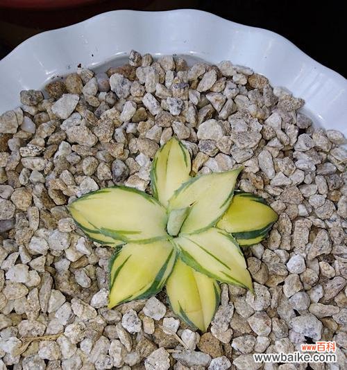 揭开龙舌兰花的神秘面纱 探寻龙舌兰花的花语之谜