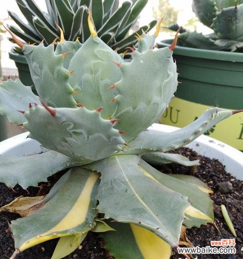 揭开龙舌兰花的神秘面纱 探寻龙舌兰花的花语之谜