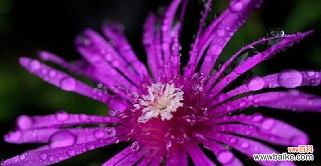 龙须海棠花的由来 龙须海棠花语