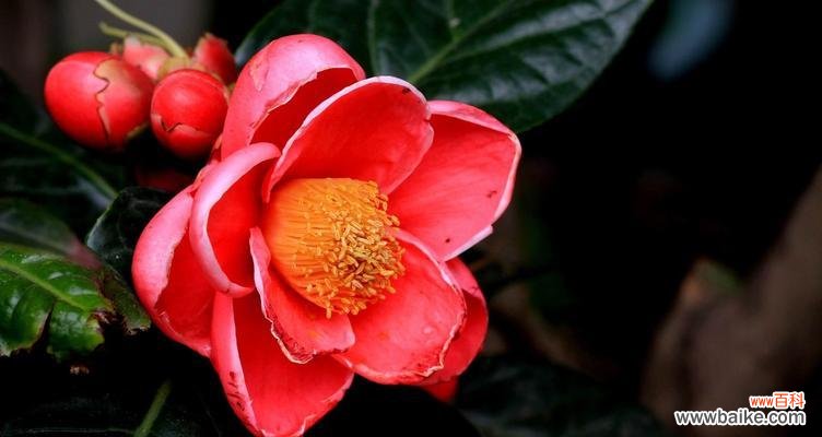 龙须海棠花的由来 龙须海棠花语