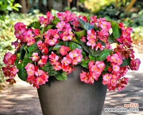 龙须海棠花的由来 龙须海棠花语