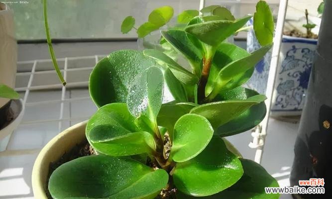 揭示自律的象征植物 象征自律的植物