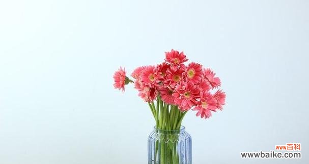 揭示自律的象征植物 象征自律的植物