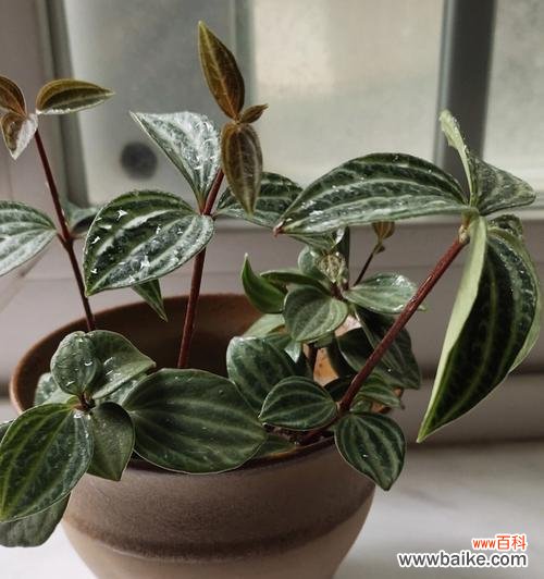 揭示自律的象征植物 象征自律的植物