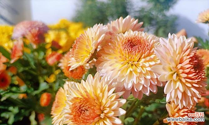 探寻小菊花所代表的美好寓意 小菊花花语的意义