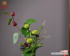 探索植物与禅修之间的关联 禅意之美