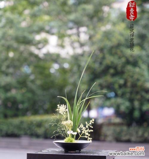 探索植物与禅修之间的关联 禅意之美