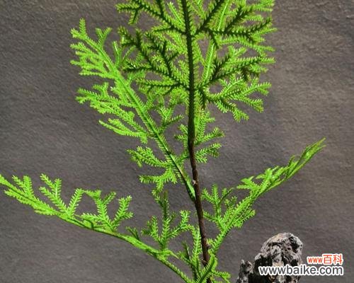 探索植物与禅修之间的关联 禅意之美