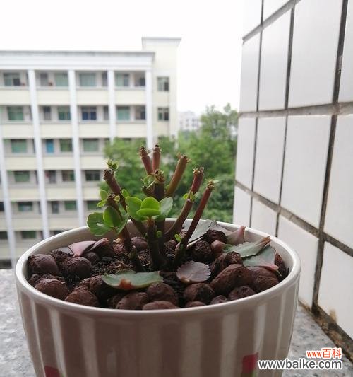 探索自信力花园 植物中的自信力