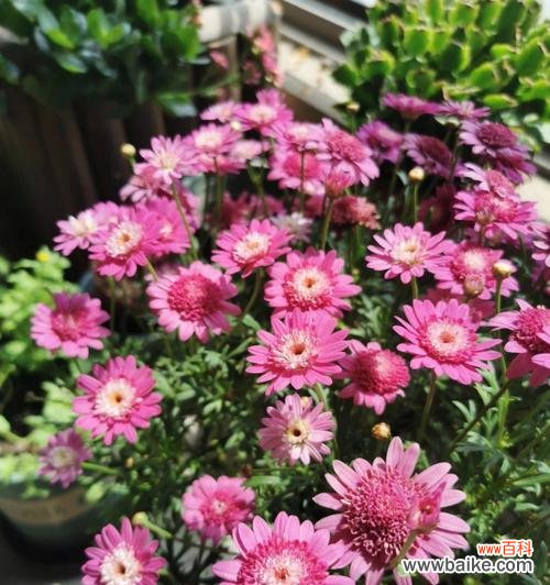 探索自信力花园 植物中的自信力