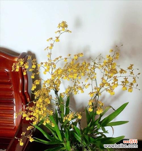 活力四射的象征与生机勃勃的象征 熊童子开花的寓意与生命力