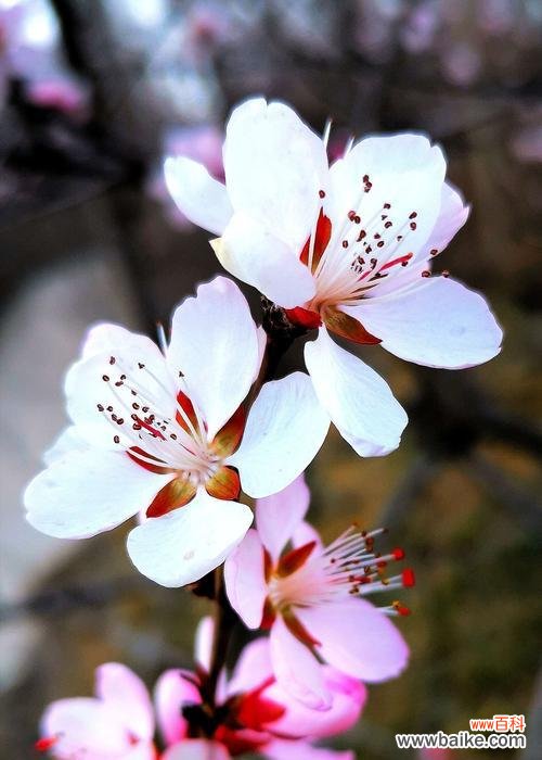 绽放春天的幸福与希望——杏花花语的探索与传承 杏花花语的深刻寓意与美好祝福