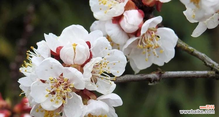 绽放春天的幸福与希望——杏花花语的探索与传承 杏花花语的深刻寓意与美好祝福