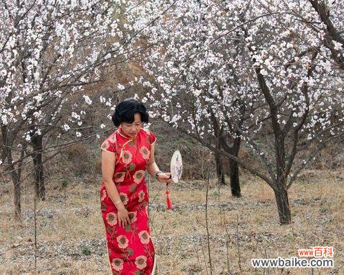 绽放春天的幸福与希望——杏花花语的探索与传承 杏花花语的深刻寓意与美好祝福