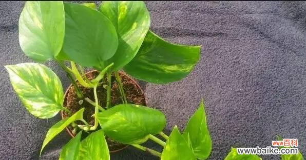 探寻以心叶藤的花语和历久弥新的价值 以心叶藤