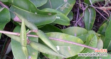 探寻以心叶藤的花语和历久弥新的价值 以心叶藤