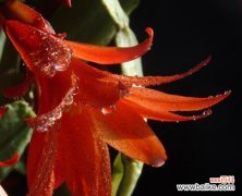 展示母爱与独立自强的植物世界——蟹爪兰 蟹爪兰之美