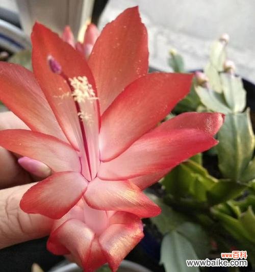 展示母爱与独立自强的植物世界——蟹爪兰 蟹爪兰之美