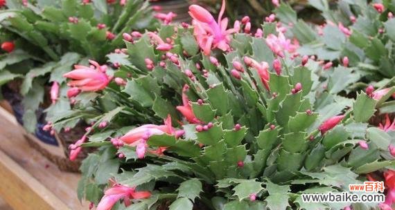 展示母爱与独立自强的植物世界——蟹爪兰 蟹爪兰之美