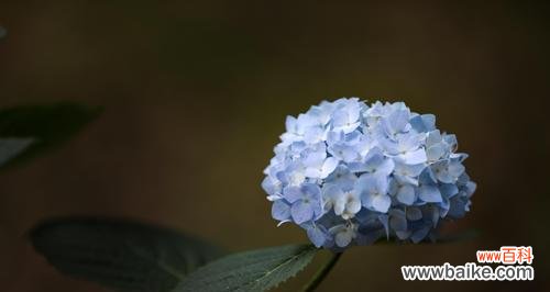 揭开绣球花的隐含讯息 绣球花的花语、寓意与象征