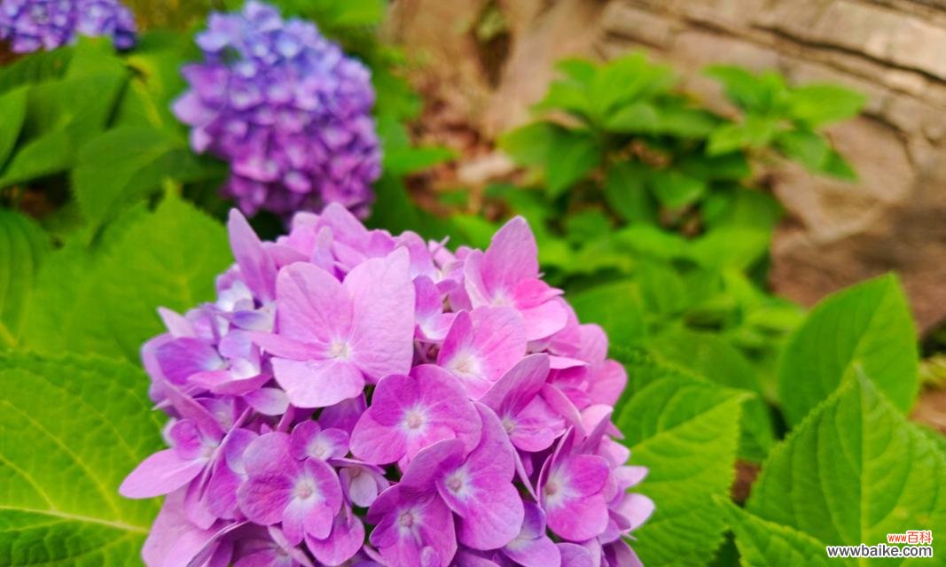 绽放真爱 绣球花的花语及代表意义