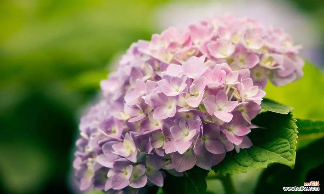 绽放真爱 绣球花的花语及代表意义