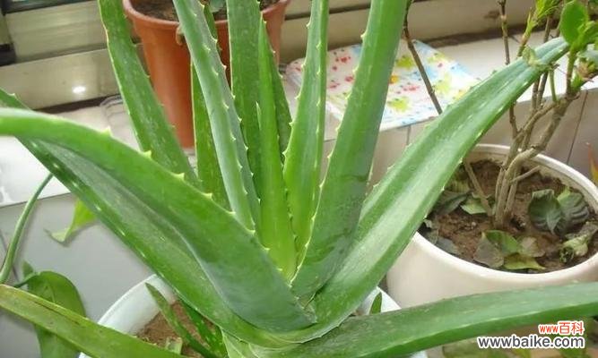 探寻芦荟花语的世界 芦荟花语的寓意与传承