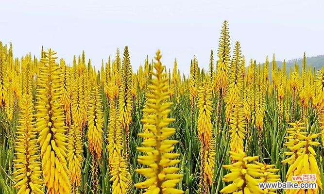 探寻芦荟花语的世界 芦荟花语的寓意与传承