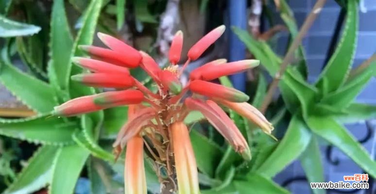 探寻芦荟花语的世界 芦荟花语的寓意与传承