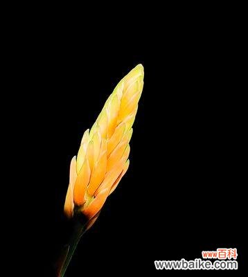 芦荟开花 芦荟开花花语之秘——揭开芦荟花的神秘面纱