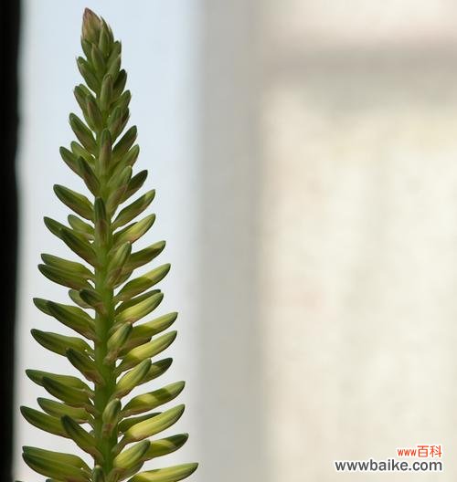 芦荟开花 芦荟开花花语之秘——揭开芦荟花的神秘面纱