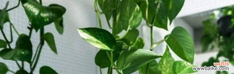 绿萝的花语及其象征意义解析 绿萝花语