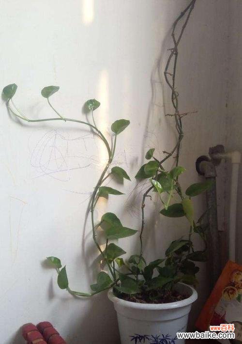 绿萝开花的神秘与期待 绿萝开花的寓意与象征